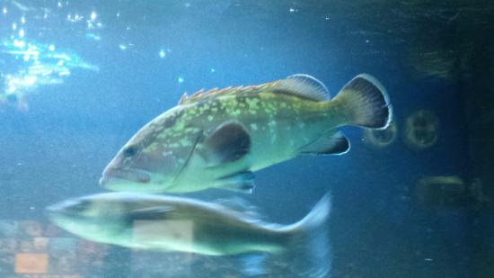 Acquario del Salento